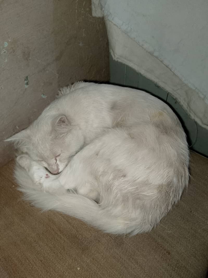 White cat 0