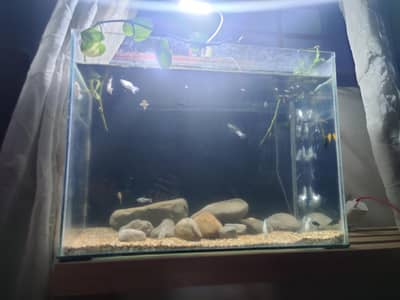 full 25-35 gallon aquarium setup