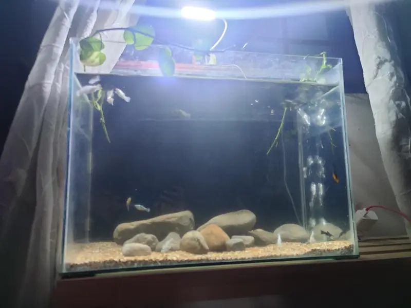full 25-35 gallon aquarium setup — photo 2