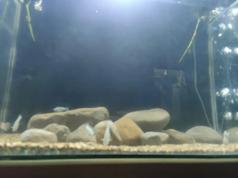 full 25-35 gallon aquarium setup — photo 3