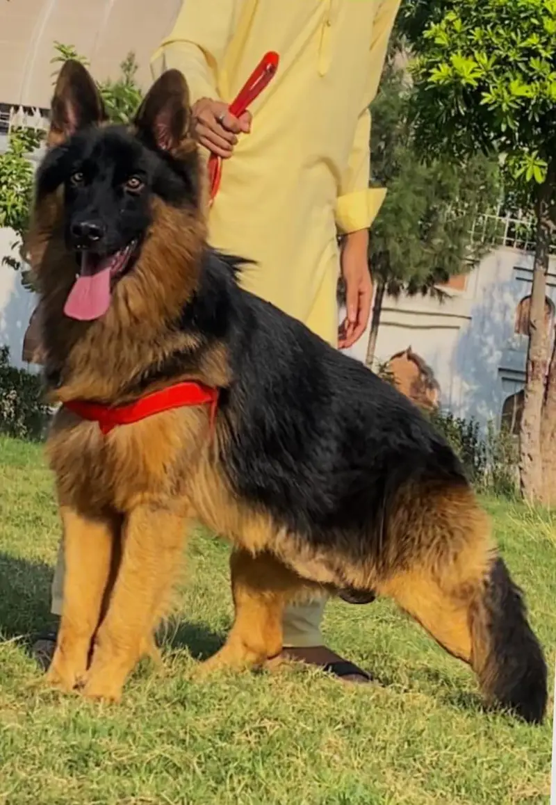 German Shepherd loan coat dog male age 7month for sale — photo 2