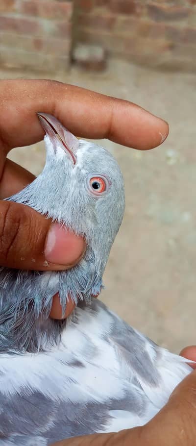 Saleti female for sale