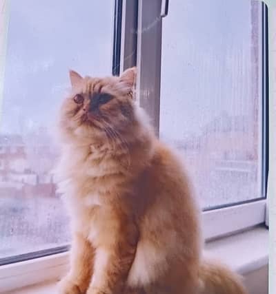 Golden persian Triple cioated peki face Cat for sale