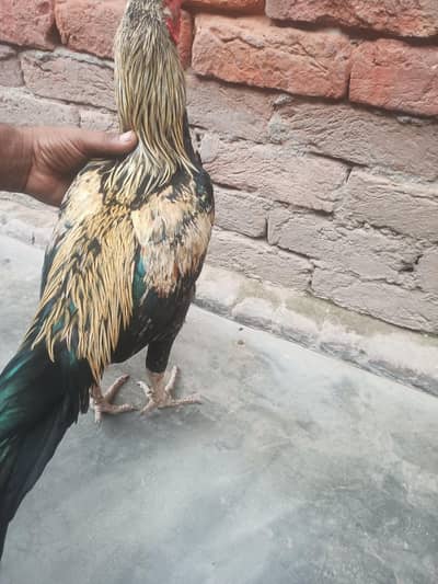 Aseel Murgha For Sale Hay