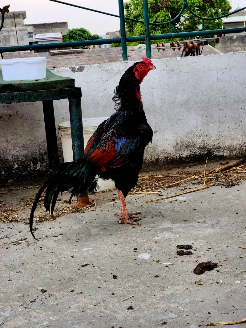 Aseel Murga — photo 5