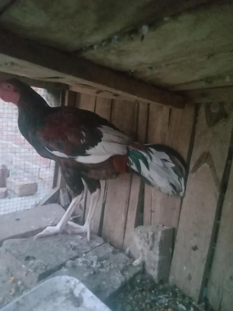 aseel sale Karen hai each nasla k hai — photo 3