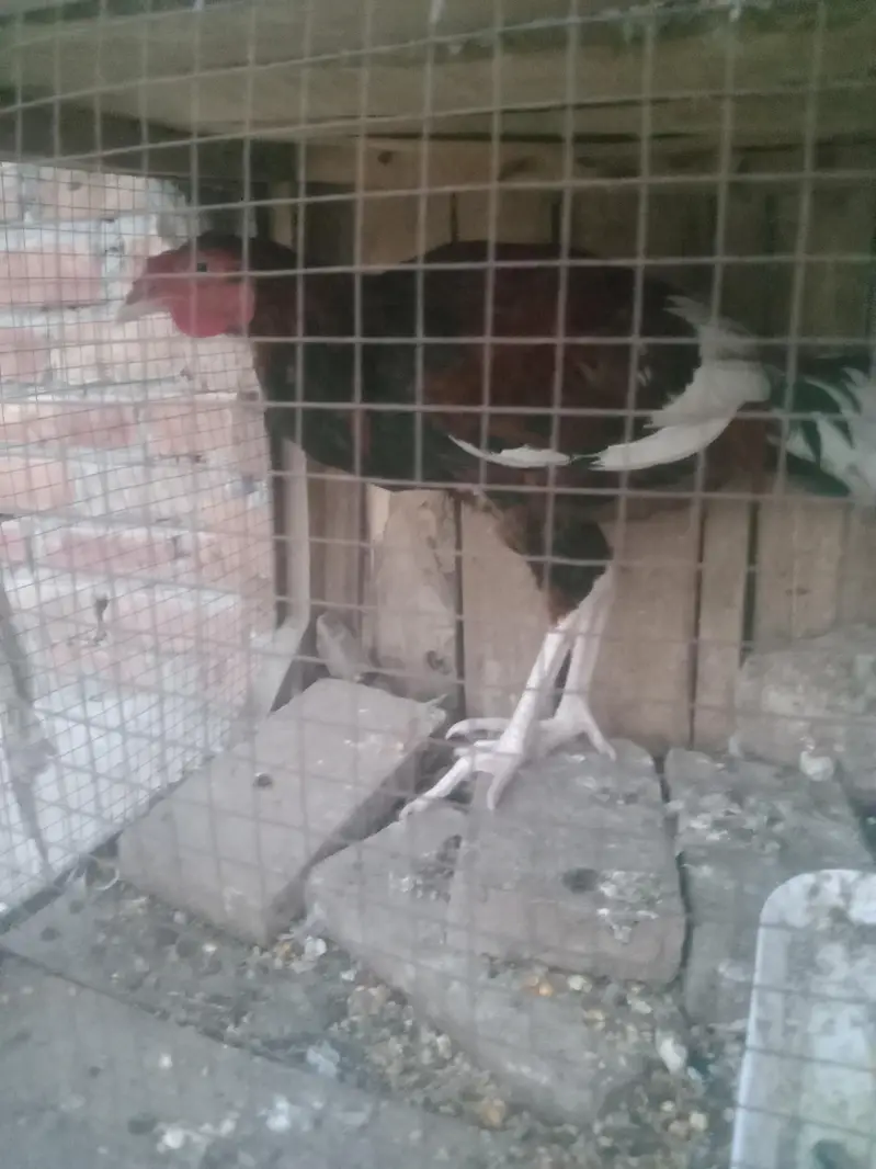 aseel sale Karen hai each nasla k hai — photo 4