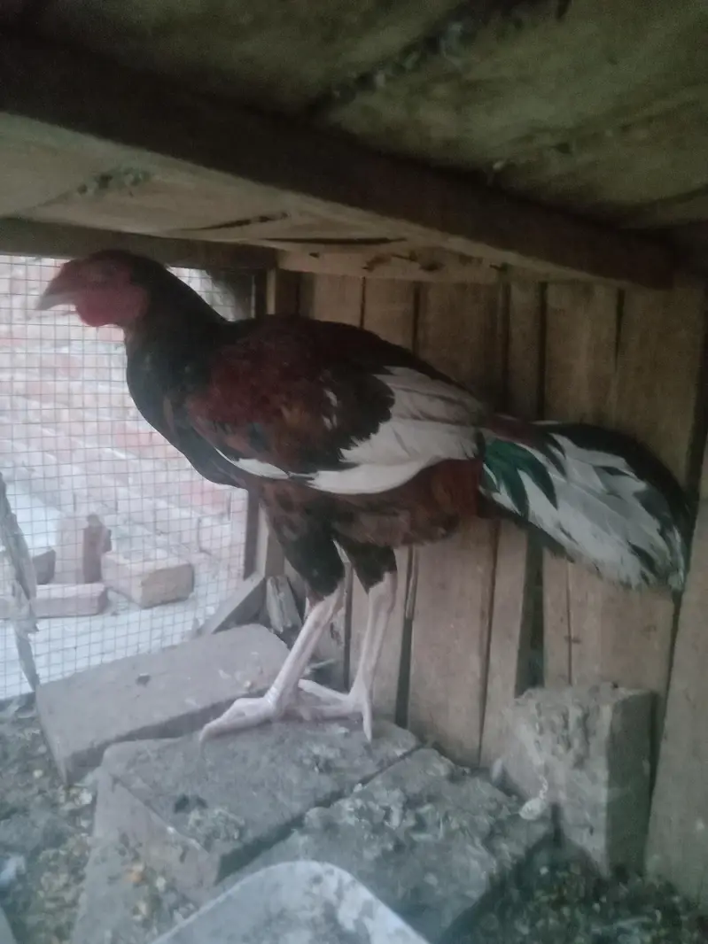 aseel sale Karen hai each nasla k hai — photo 5