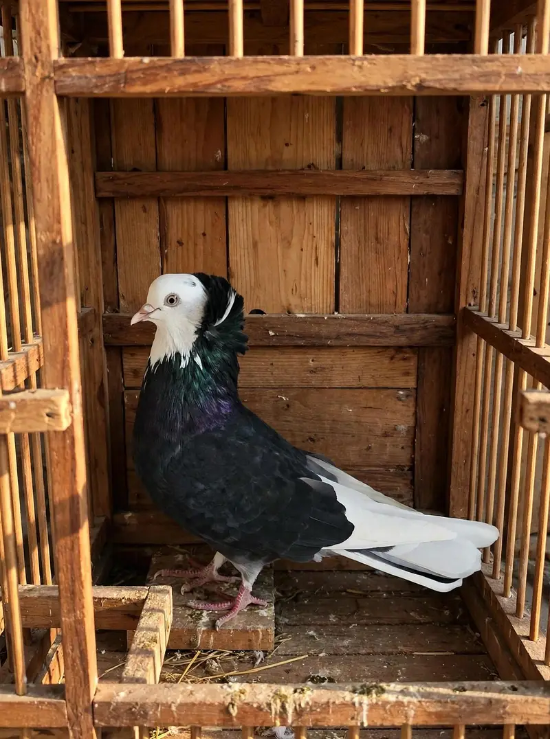 All fancy kabutr all ages available. contact me — photo 4