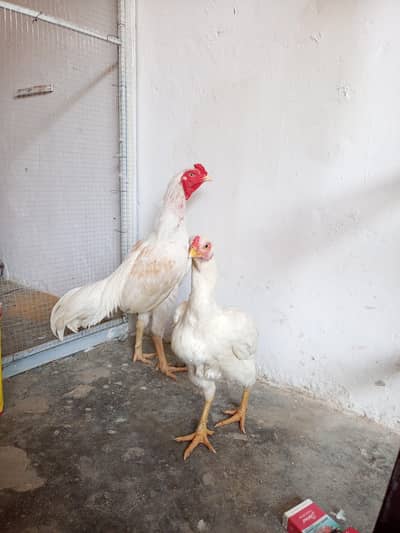 Aseel Heera joda for sale urgent loc WAH CANTT 03125641760