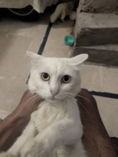 white Persian cats 6 month ki he 2 golden eyes vaccines kerwayi huyi h