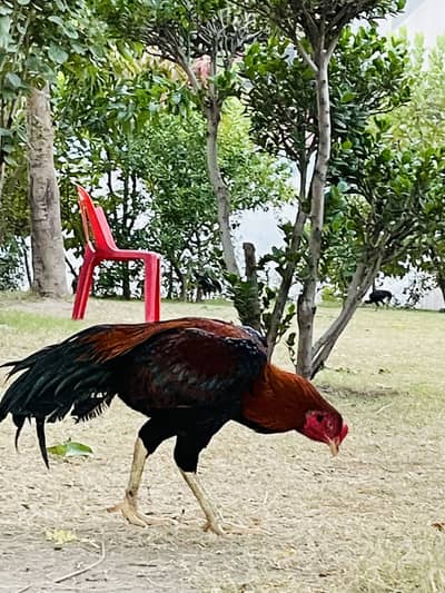  خالص اصیل مرغ برائے فروخت