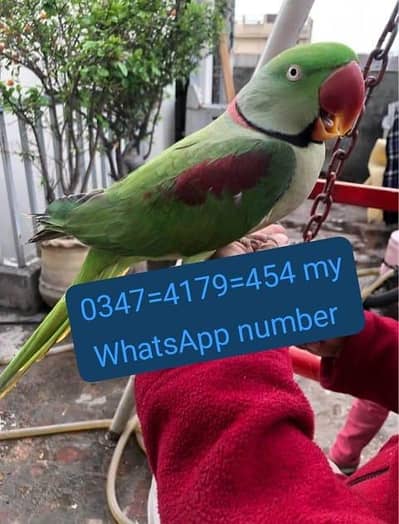 Kashmiri Raw parrot for sale Handtime