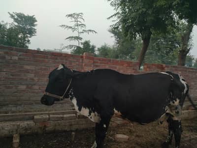 dairy cow for sale