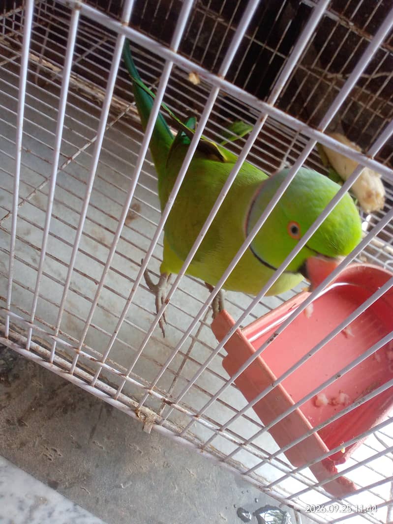 breeder 4