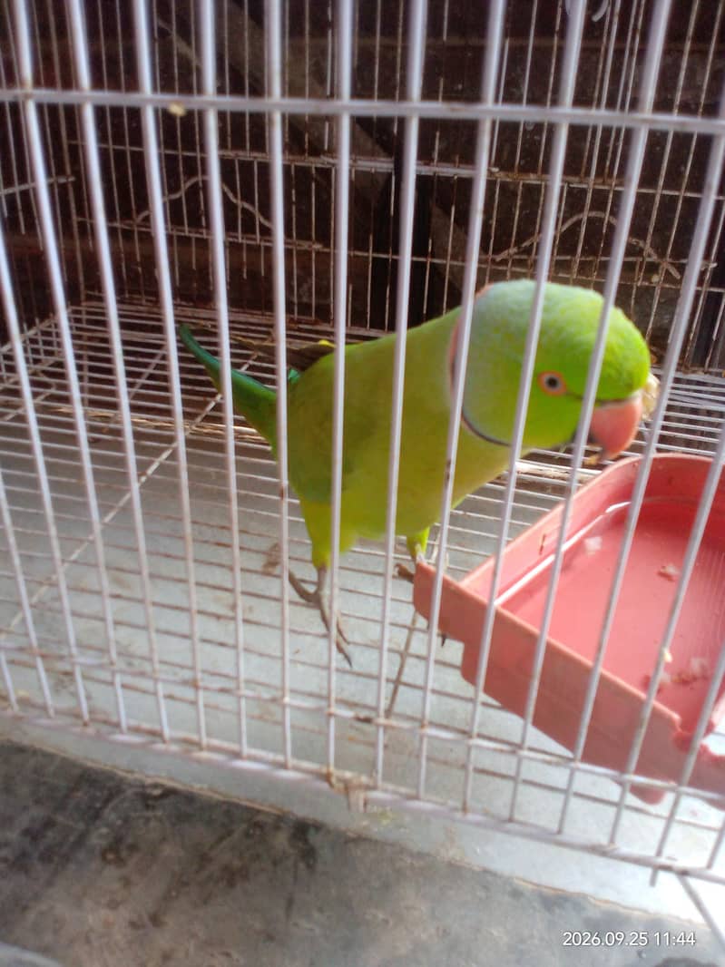 breeder 5