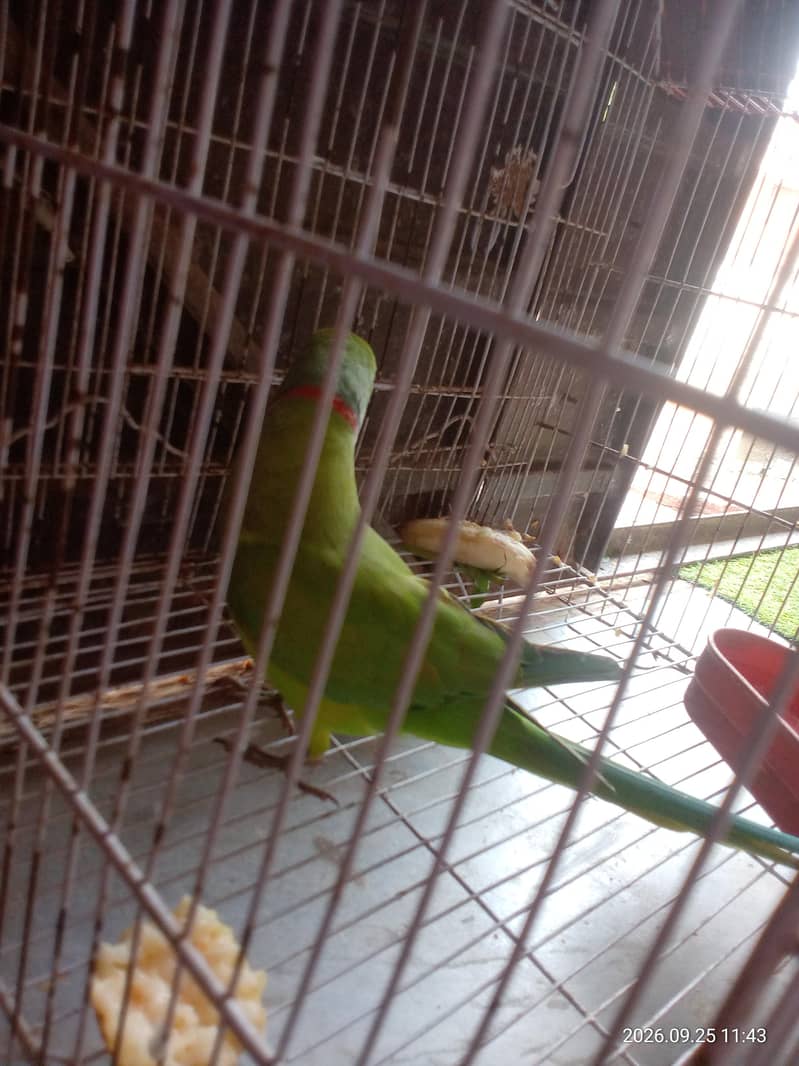 breeder 7
