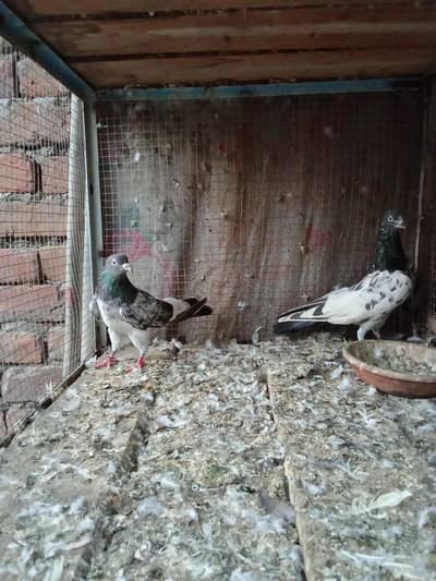 High flyer kabutar for sale