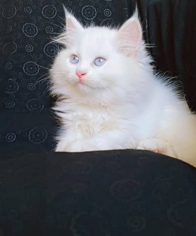 pure persian kittens pair looking for a new home