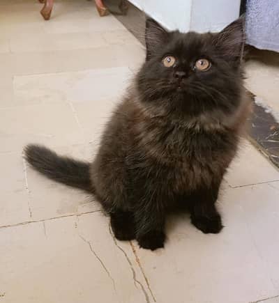 pure persian kittens pair looking for a new home