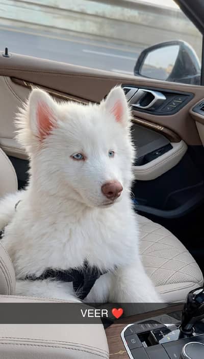 Siberian Husky | white Husky Puppy | Husky Puppy | husky dog