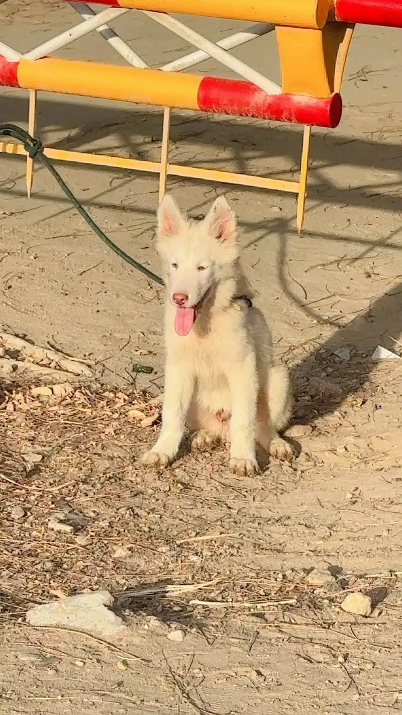 Siberian Husky | white Husky Puppy | Husky Puppy | husky dog — photo 3