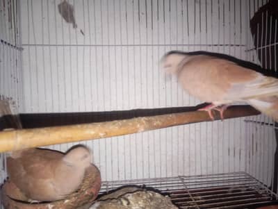 dove breedar  pair for sale
