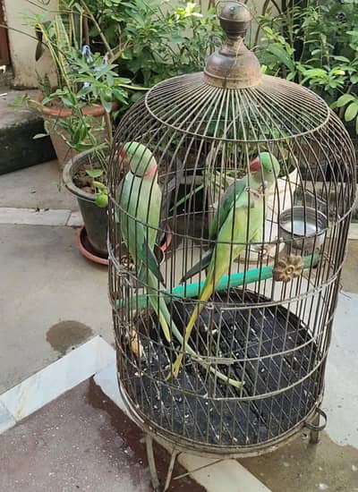 full long jumbo Breeder pair with cage