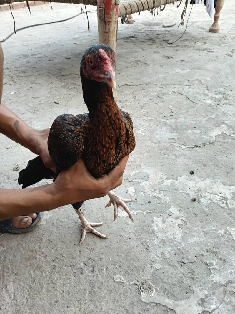 Hen aseel 1