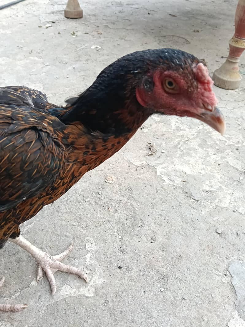 Hen aseel 2