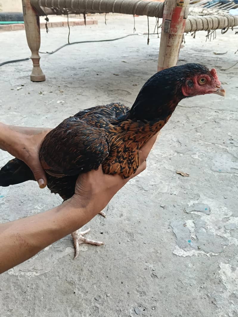 Hen aseel 3