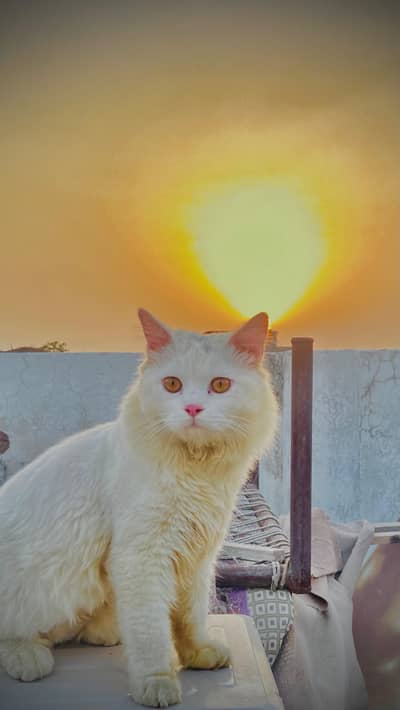 Persian cat