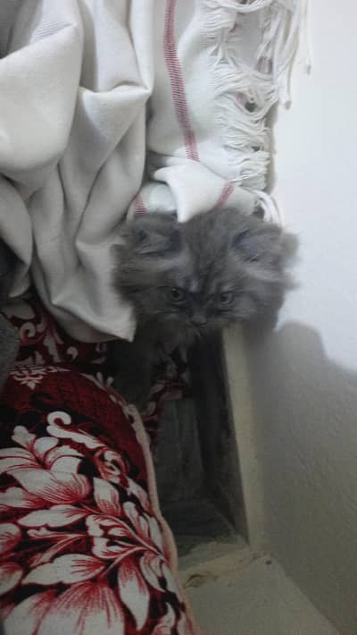 Dark Grey triple cort Female persian kitan