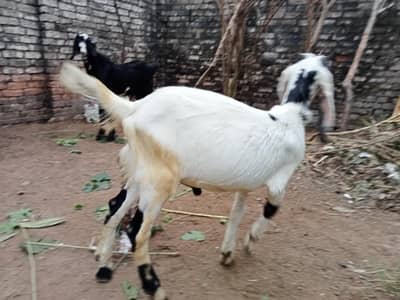 2 Goast For Sale
