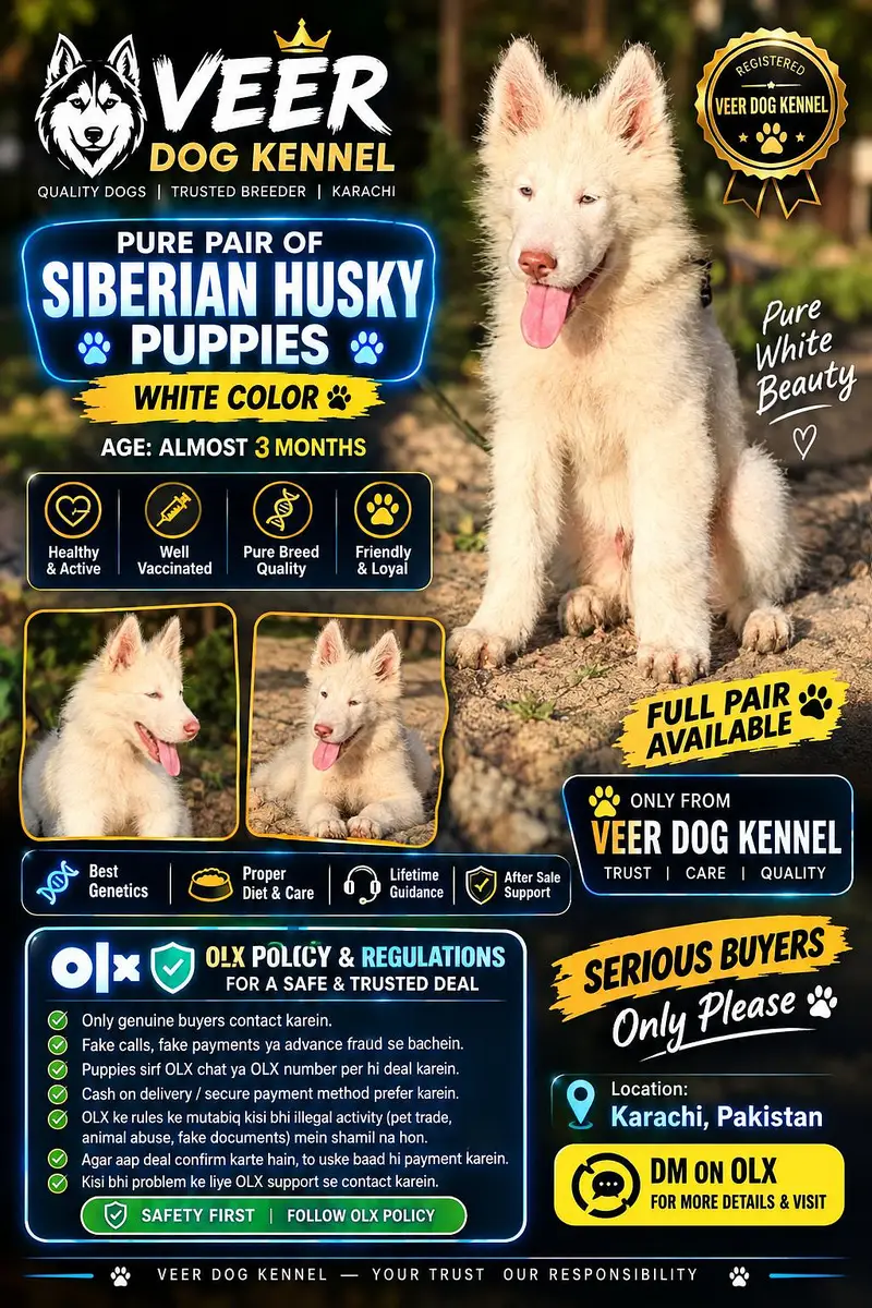 Siberian Husky | white Husky Puppy | Husky Puppy | husky dog — photo 2