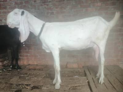 Sone wali bakri for sale