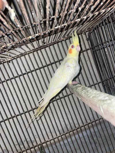 Common White Cocktail