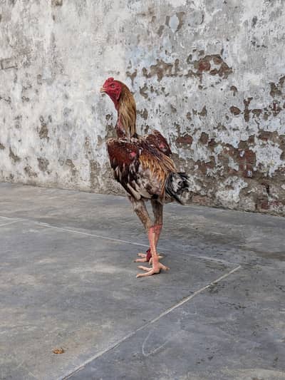 Shamo murga