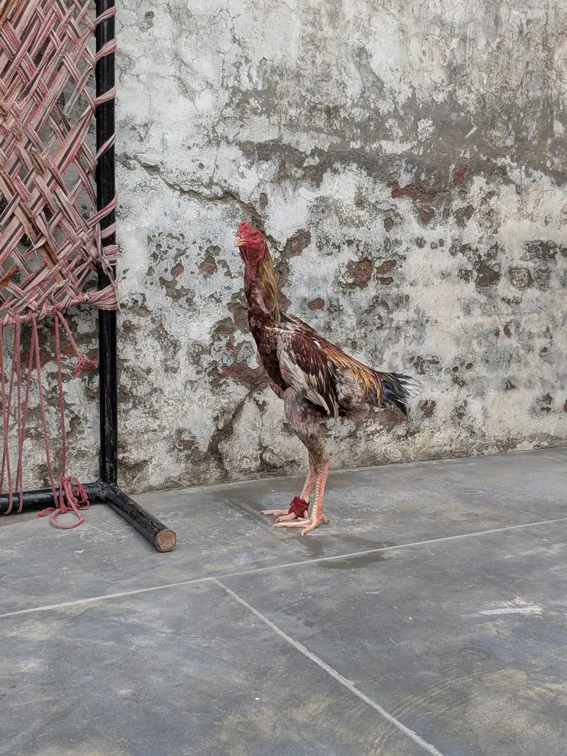 Shamo murga — photo 2