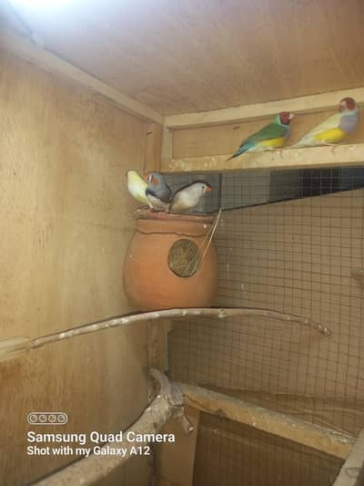 zabra finch