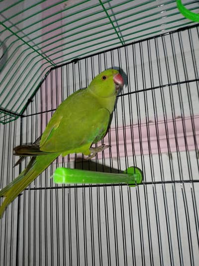 Parrot Green