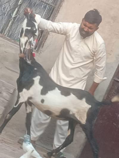 Beetal gabn bakri sale
