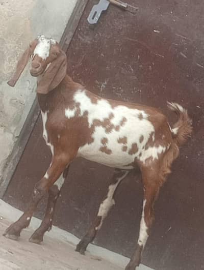 Nagra kheera male sale