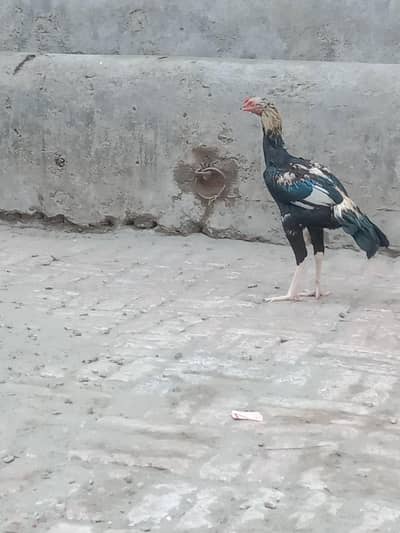 3 Aseel murga patha for sell