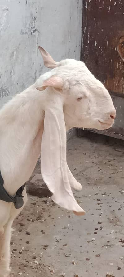 Rajanpuri Gulabi Bakra