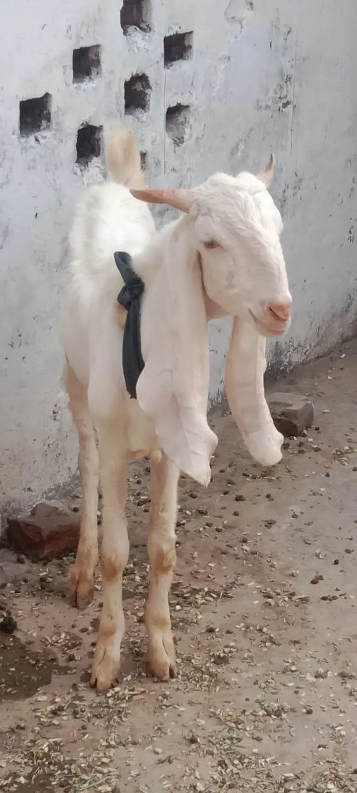 Rajanpuri Gulabi Bakra — photo 2