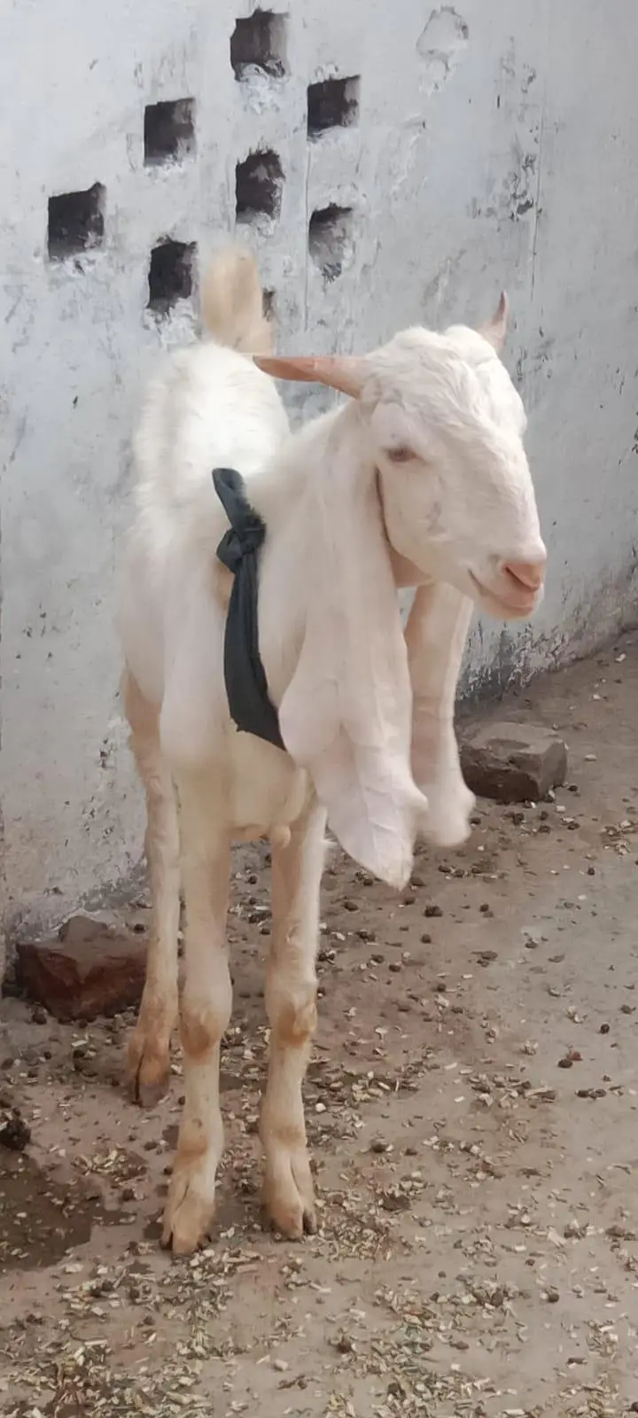 Rajanpuri Gulabi Bakra — photo 3