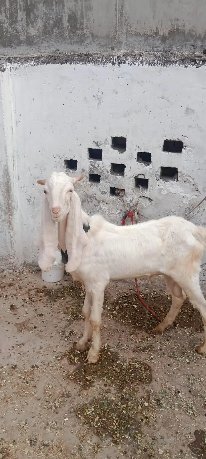 Rajanpuri Gulabi Bakra — photo 4