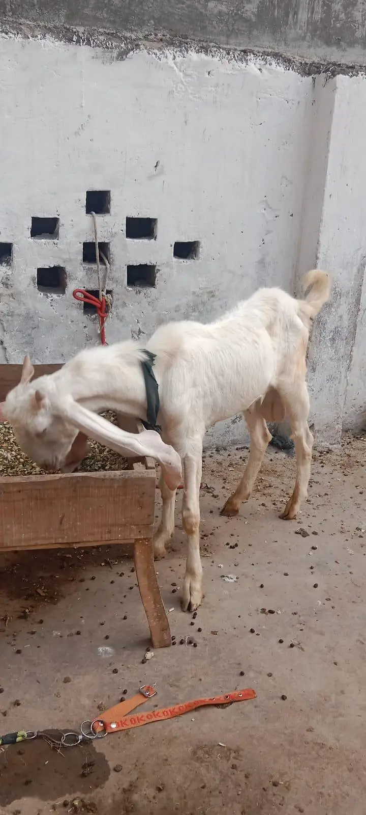 Rajanpuri Gulabi Bakra — photo 5