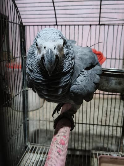 grey parrot male/03152248124